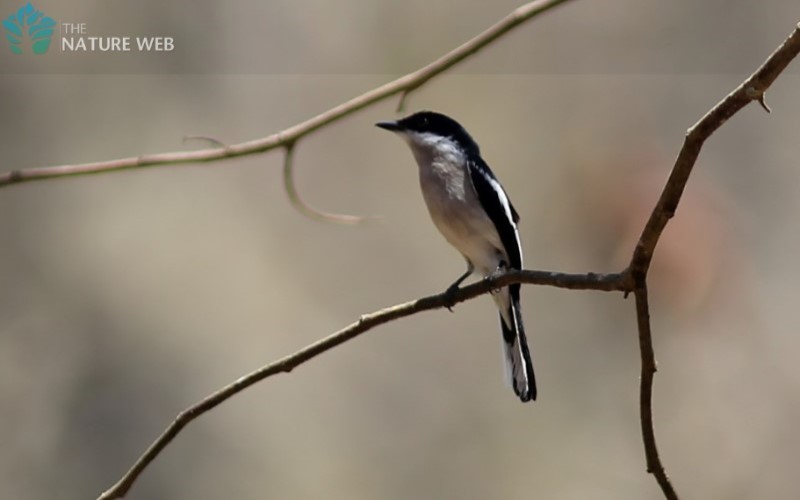 Bar-winged Flycatcher-shrike